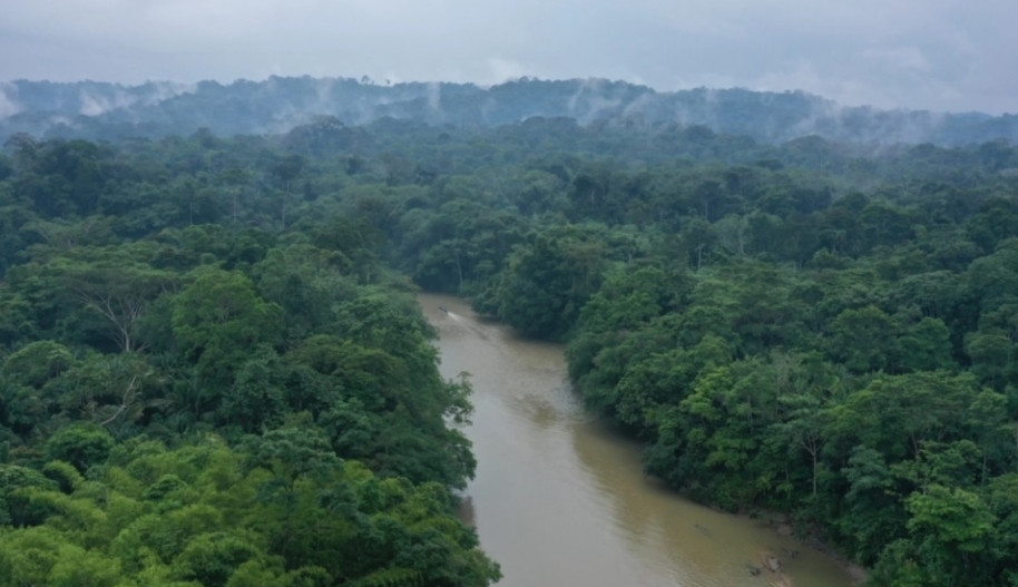 Forests and river in the Amazon